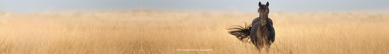 Homepage Banner