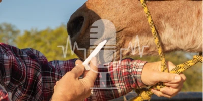 Ein Pferd bekommt per Maulspritze ein Medikament verabreicht