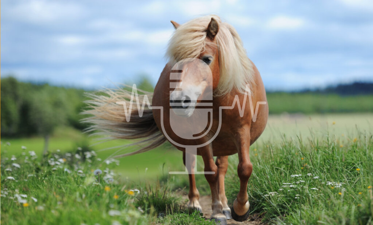 Ein stark übergewichtiges Shetlandpony läuft über eine grüne Wiese
