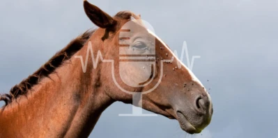 #23 Insectenmanagement voor paarden – Meer dan alleen vliegensprays en vliegendekens (Engels)