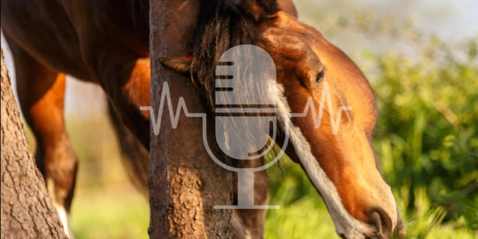 Sanoanimal Podcast Sommerekzem beim Pferd – Darm, Leber, Niere und Fütterung verstehen und behandeln