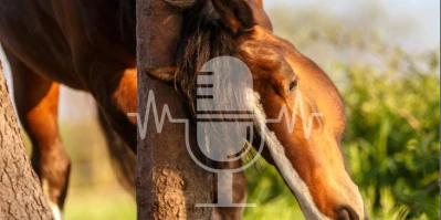 #19 Zomereczeem bij paarden – Is het echt ongeneeslijk? (Engels)