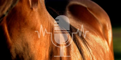 #21 Meer dan alleen een mooie vacht – Wat de vacht van je paard onthult over de gezondheid