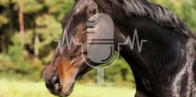 #25 Drinken, zweten & elektrolyten – Wat paarden echt nodig hebben in de zomerhitte (Engels)