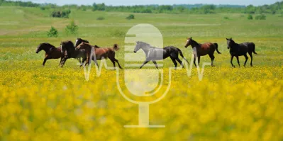 Podcast #60 Ist Pferdehaltung ohne Weidegang überhaupt artgerecht?