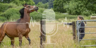 #28 Wanneer paarden kudde-gebonden zijn – Waarom je paard de kudde niet wil verlaten (Engels)