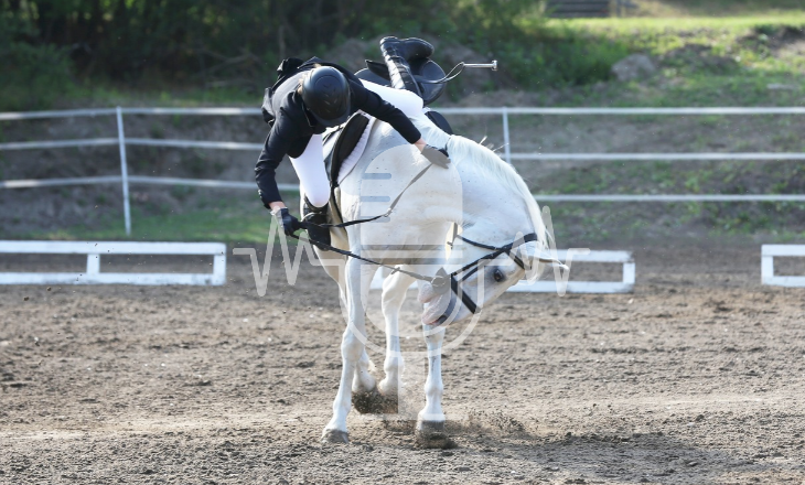 Ein weißes Pferd auf dem Reitplatz buckelt seinen Reiter ab