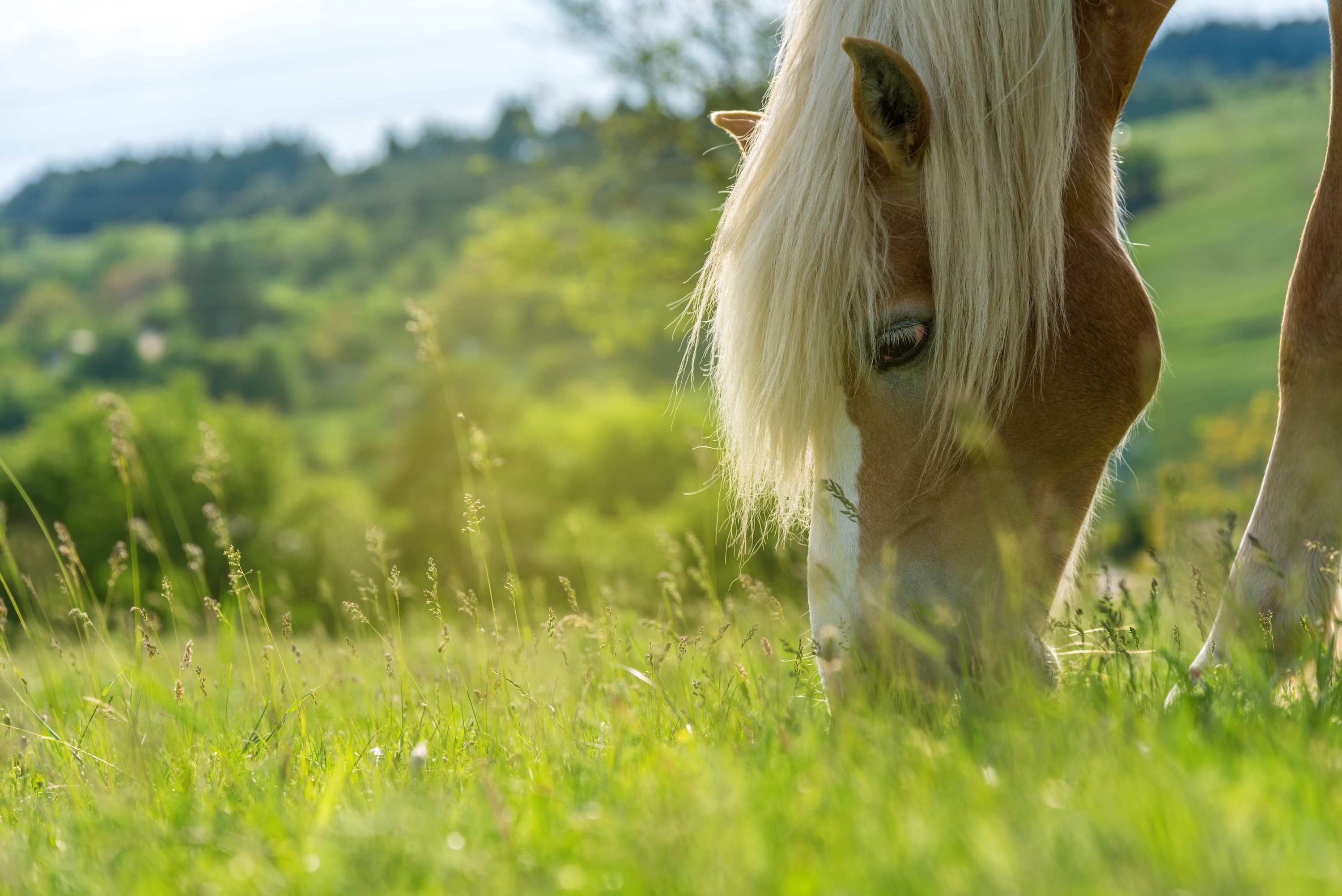 Nahaufnahme Haflinger grast auf einer grünen Weide