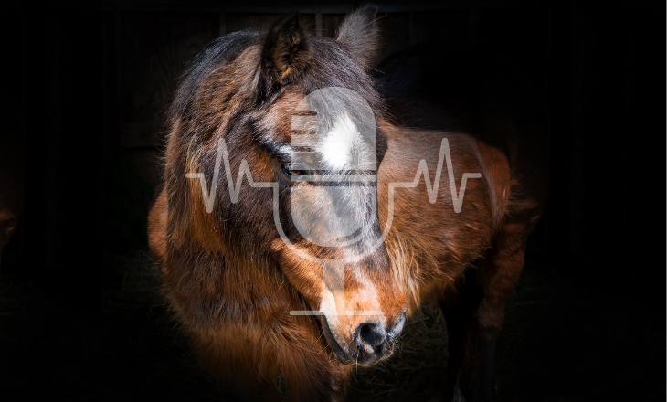 Pferd mit plüschigem Fell vor schwarzem Hintergrund