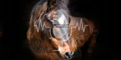 Podcast Aflevering #15 ACTH & Cushing bij paarden – Verkeerd gediagnosticeerd en overgemediceerd?