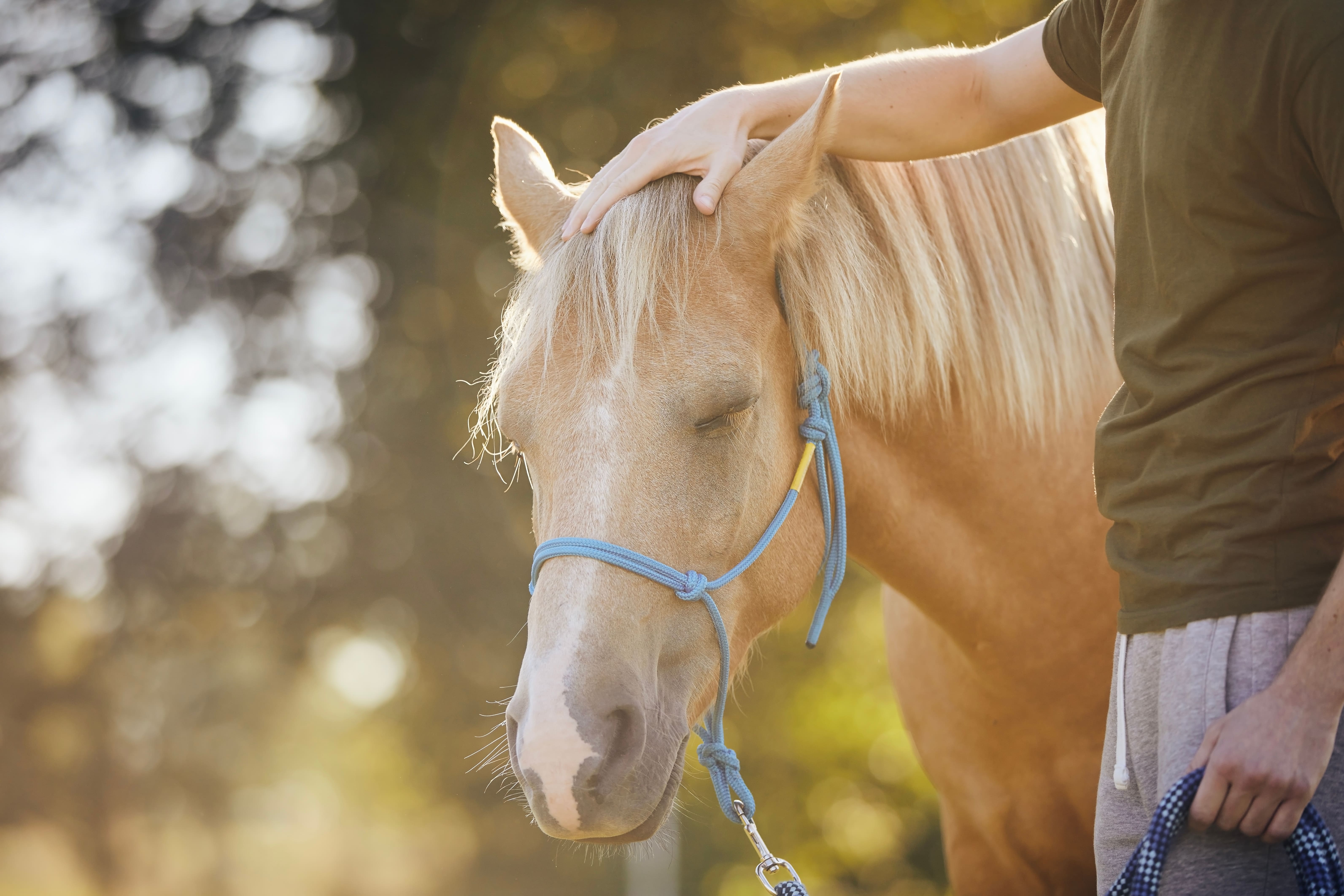Craniosacrale Behandlung am Pferd – Praxisarbeit in der Ausbildung Therapeutin behandelt Pferd mit Craniosacraltherapie – sanfte manuelle Technik am Pferdekopf