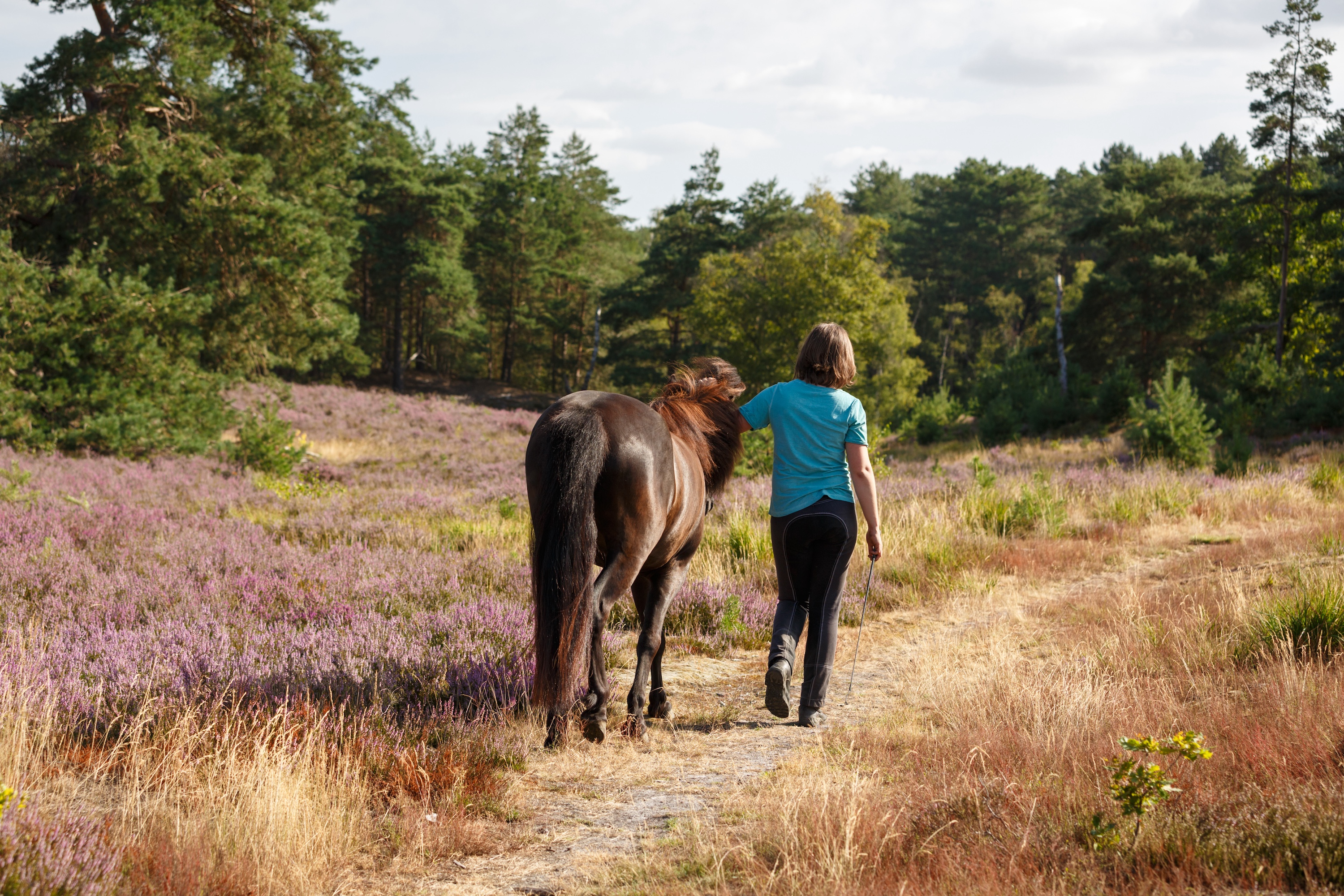 Frau geht mit einem Islandpferd in der Heide spazieren