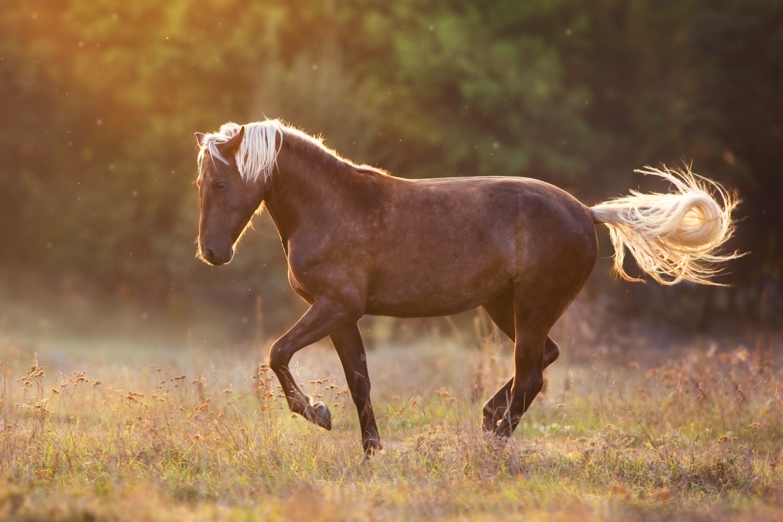Palomino zeigt frei auf der Weide eine Piaffe