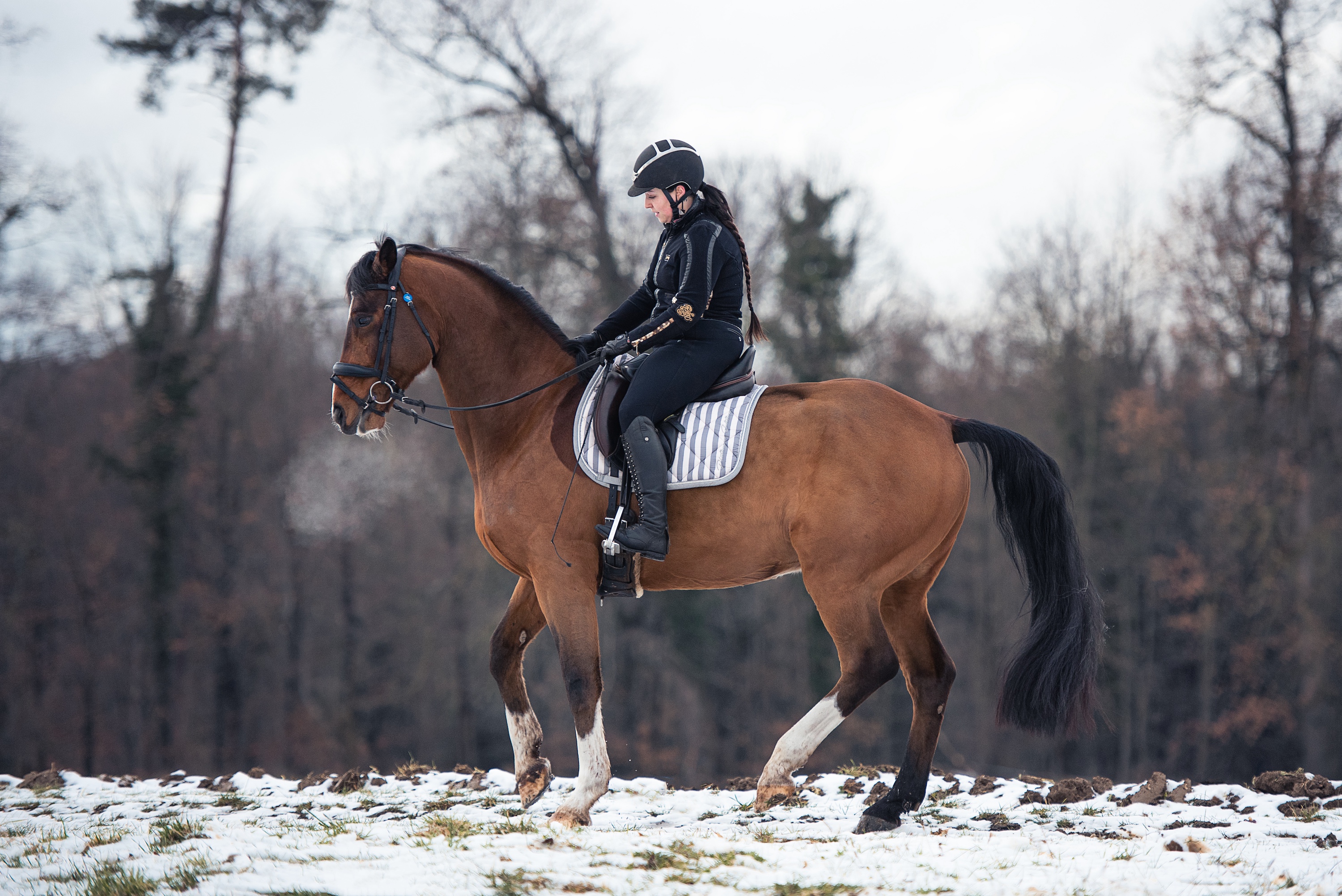 ein braunes Pferd piaffiert im Schnee