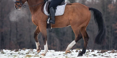 Activating the Hindquarters: Why and How?