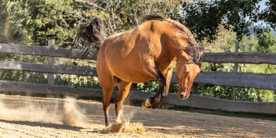 Ein braunes Pferd bockt übermütig auf einem Paddock