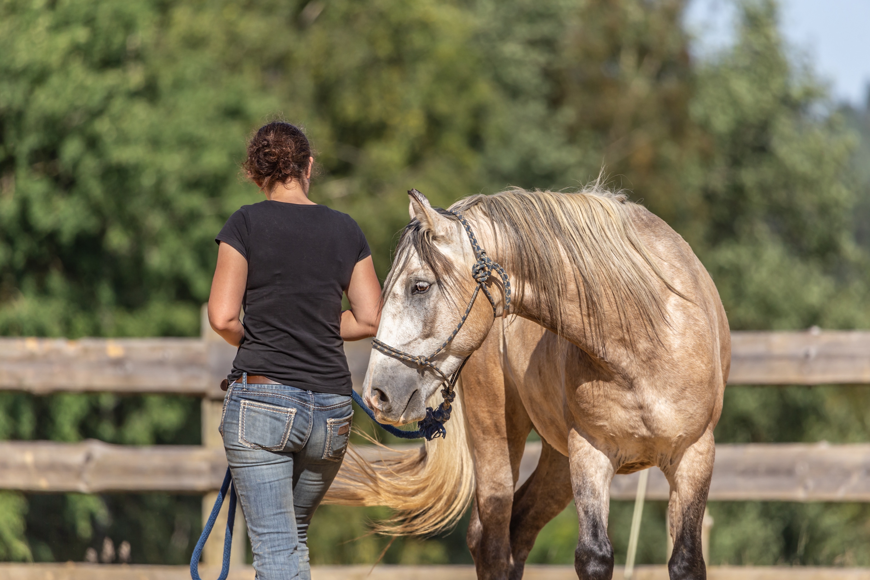 junge Frau arbeitet mit einem iberischen Pferd an Knotenhalfter und Bodenarbeitsseil
