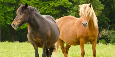 Mein Pferd ist zu dick und darf nicht auf die Weide
