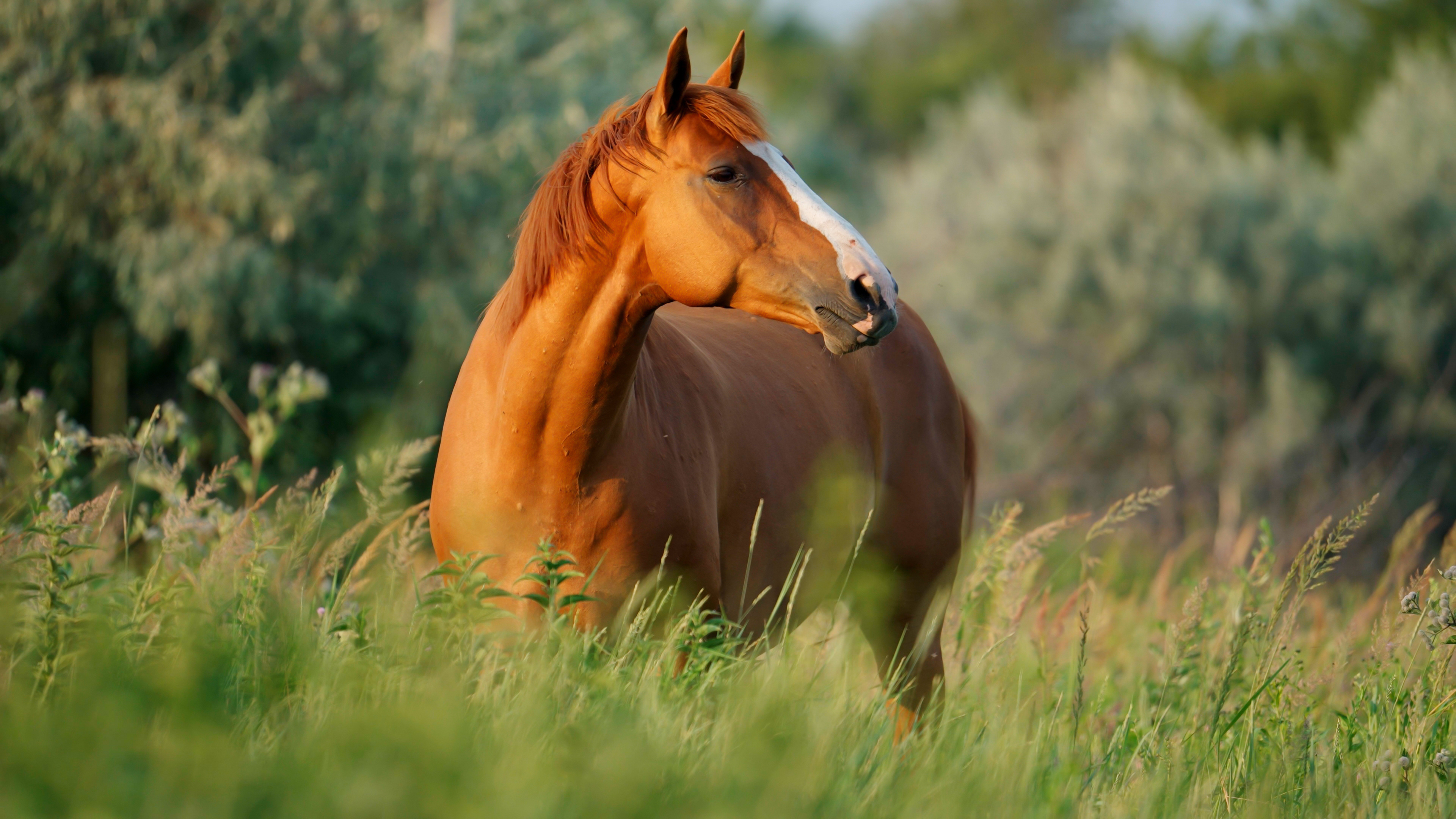 Fuchsstute mit weißer Blesse steht in einer hochgewachsenen Wiese