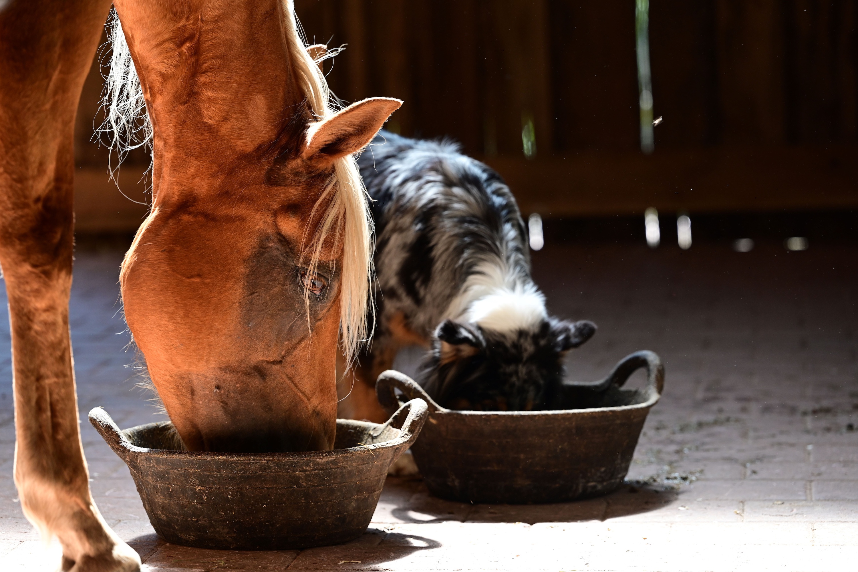 Palomino und Australian Shepherd fressen nebeneinander aus zwei Schüsseln vom Boden