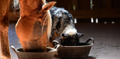 Feeding myths that harm your horse – and what is actually true