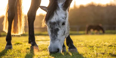 Apfelschimmel grast im Herbst auf der kurzen Weide