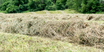 Heu liegt auf dem Feld bereit zum pressen