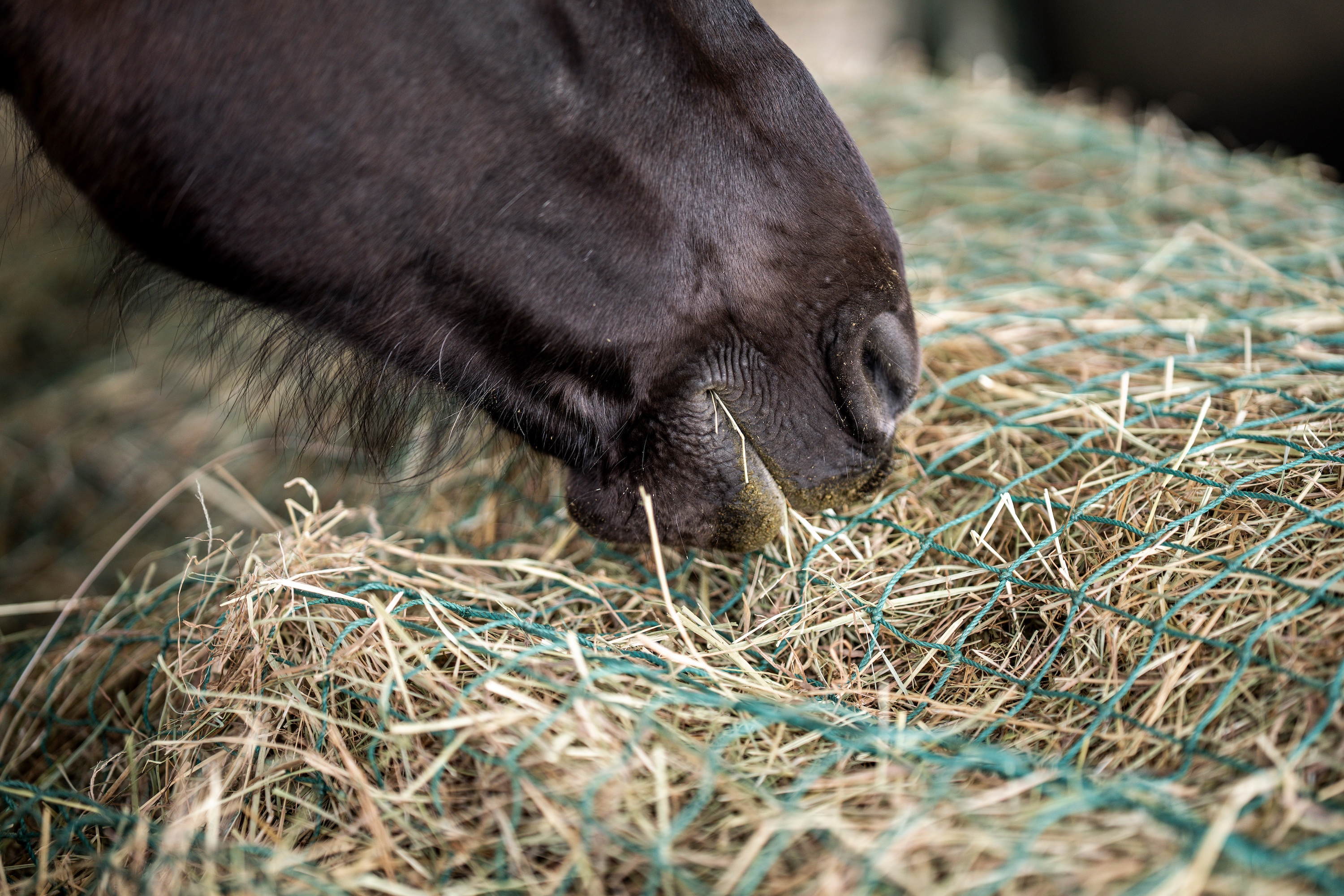 Nahaufnahme von einem schwarzen Pferd, das Heu aus einem grünen Heunetz frisst