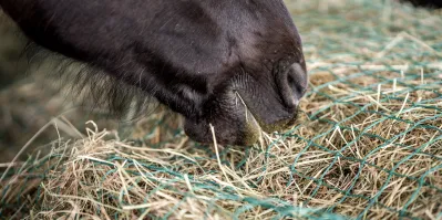 Is Your Horse's Hay Really Too Low in Protein? It Depends on What You're Asking