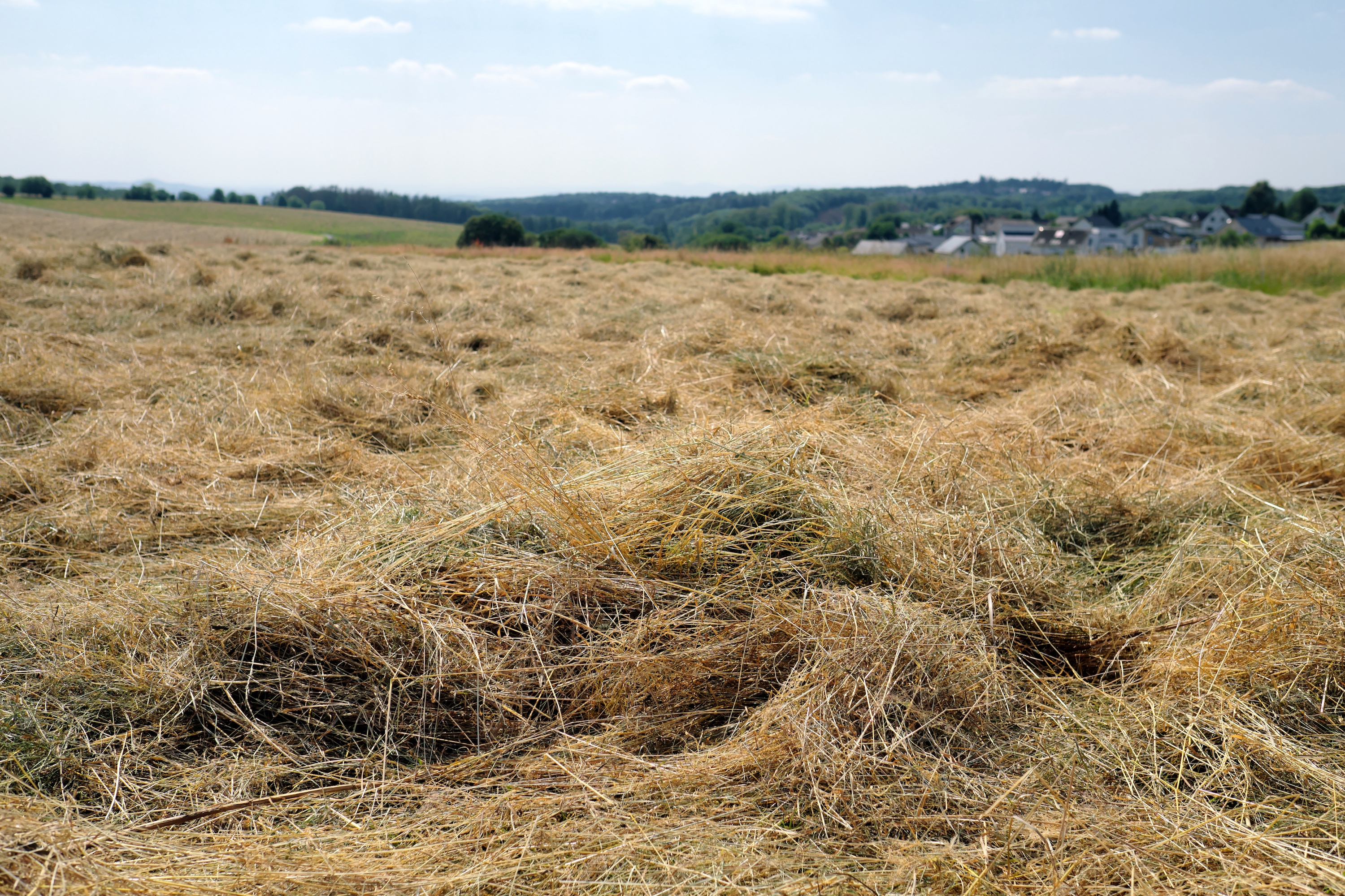 Heu liegt nach dem Mähen zum Trocknen auf dem Feld