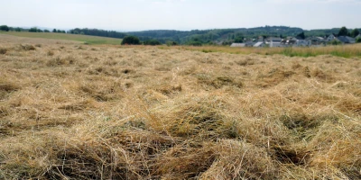 Heu liegt nach dem Mähen zum Trocknen auf dem Feld