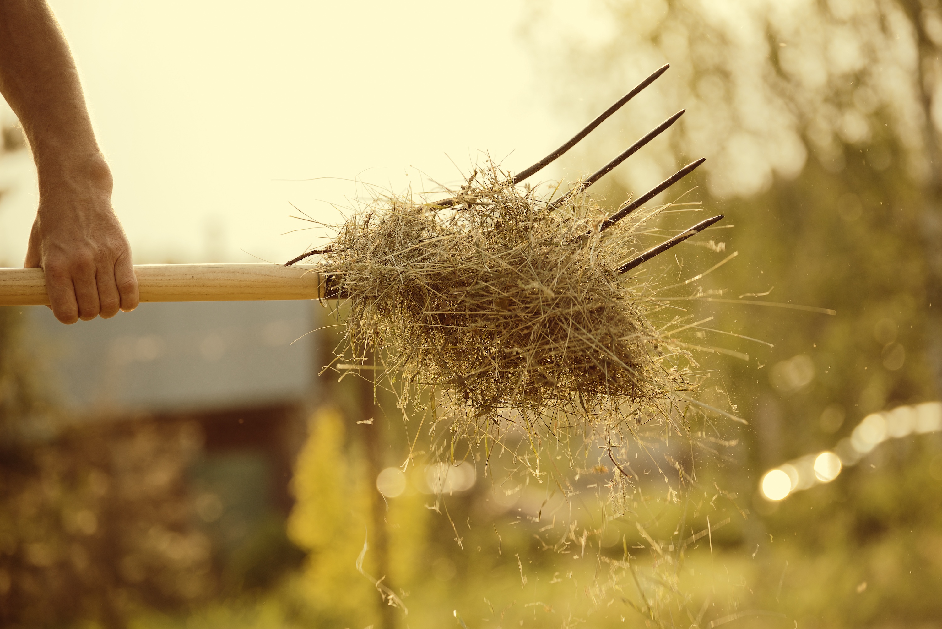 Nahaufnahme von einem Landwirt, der Heu auf dem Feld aufschüttelt
