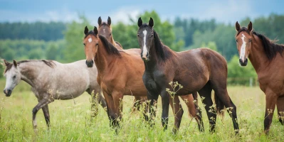 Vitamin E and Your Horse: When Pasture Does the Job and When It Doesn't