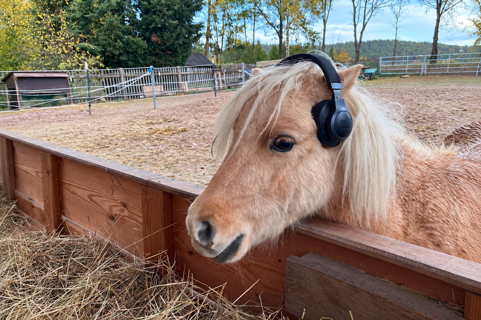 Palomino Pony mit Kopfhörer guckt über die Heuraufe