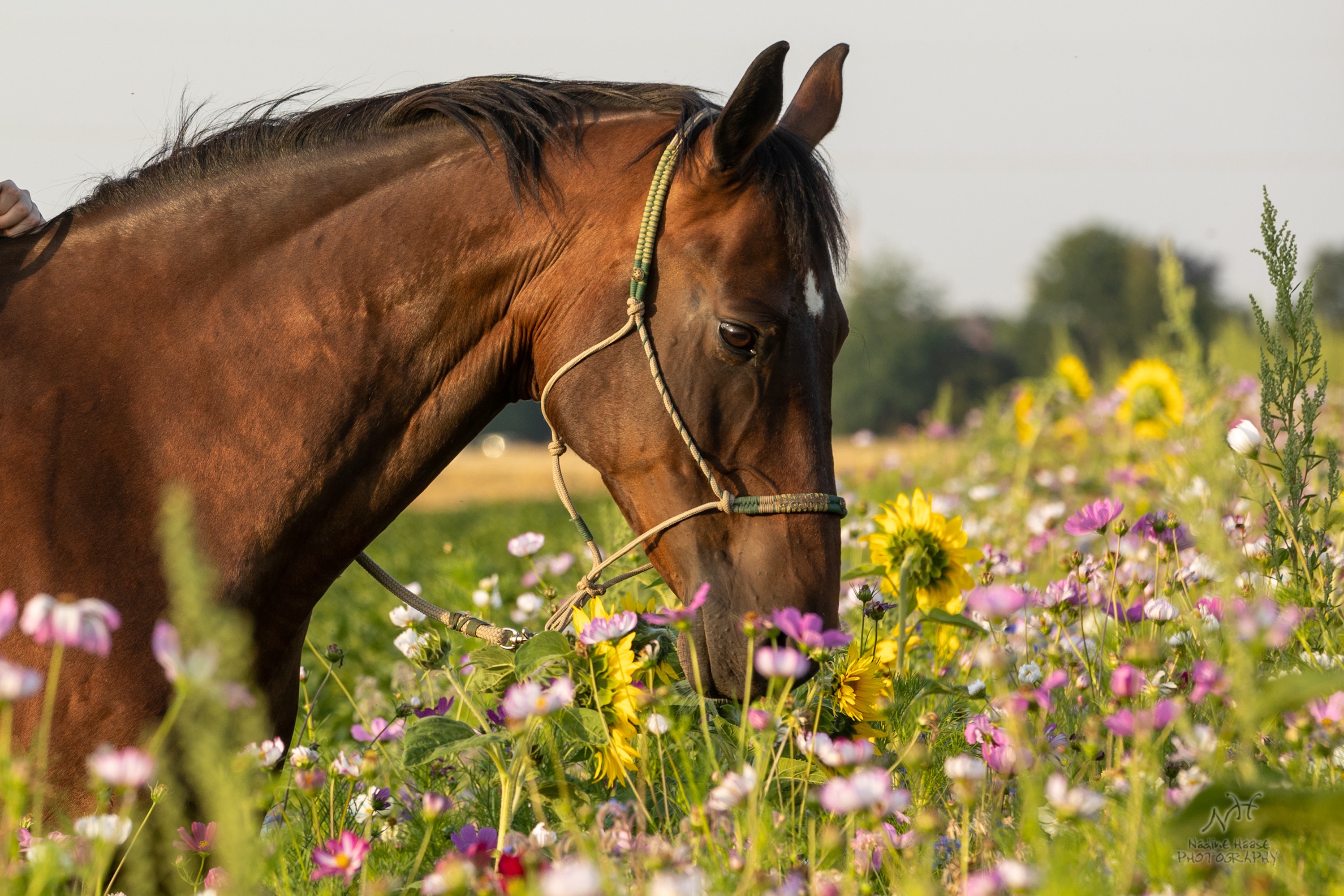 braunes Pferd mit Knotenhalfter frisst auf einer kräuterreichen Wiese