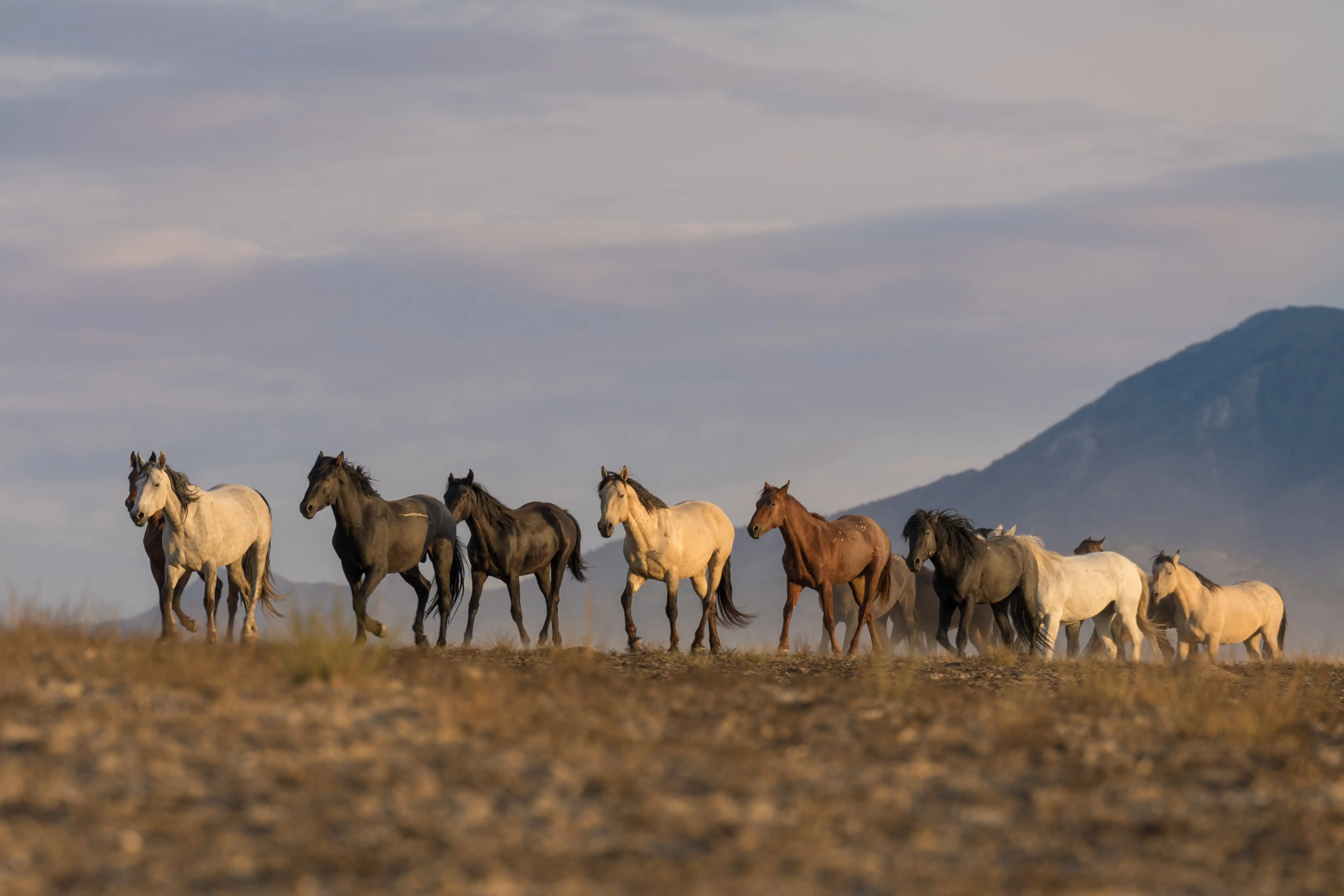 Wild horses in a barren landscape