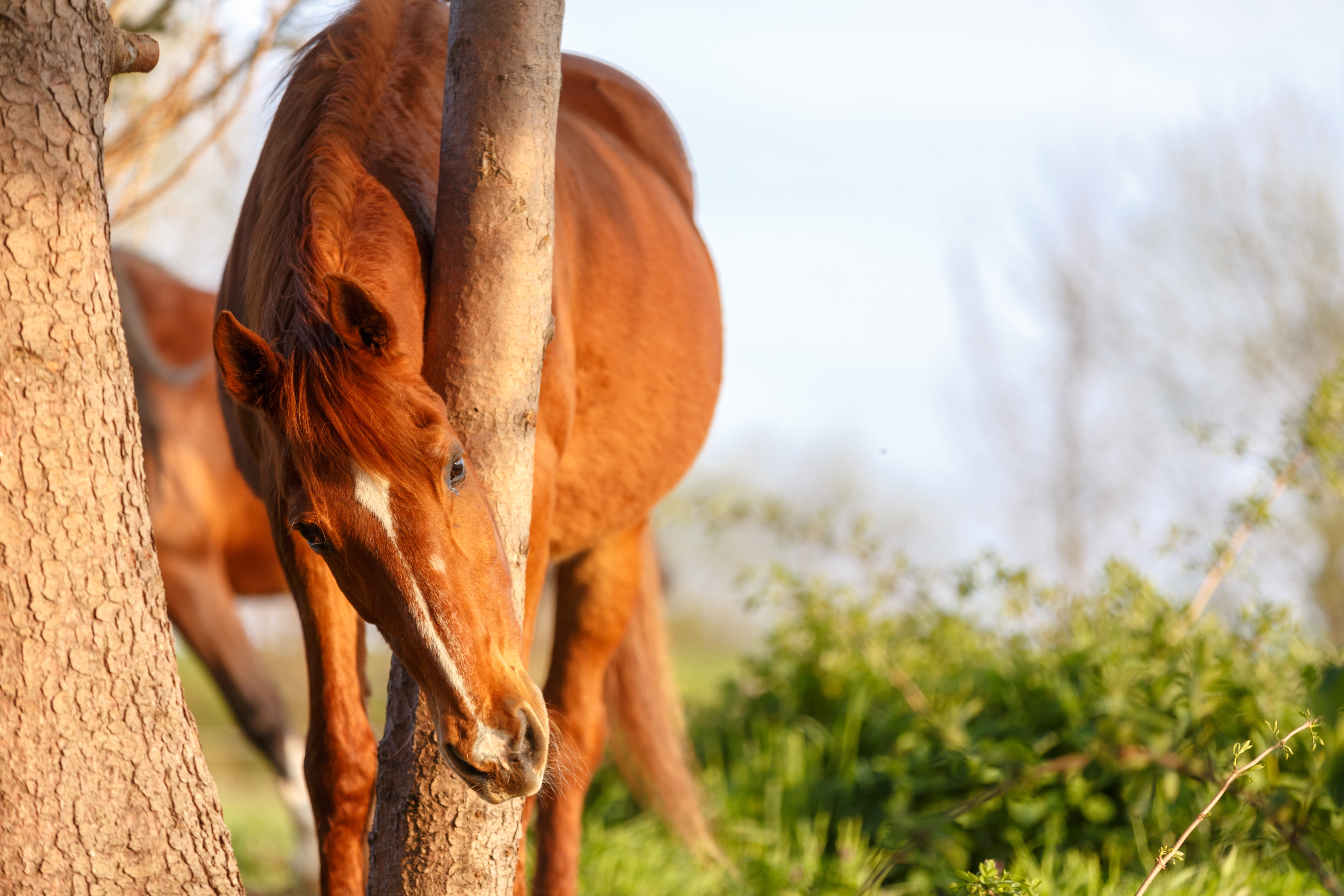 Pferdebesitzerin untersucht ihr Pferd – OKAPI Produkte für Sommerekzem und Insektenschutz beim Pferd