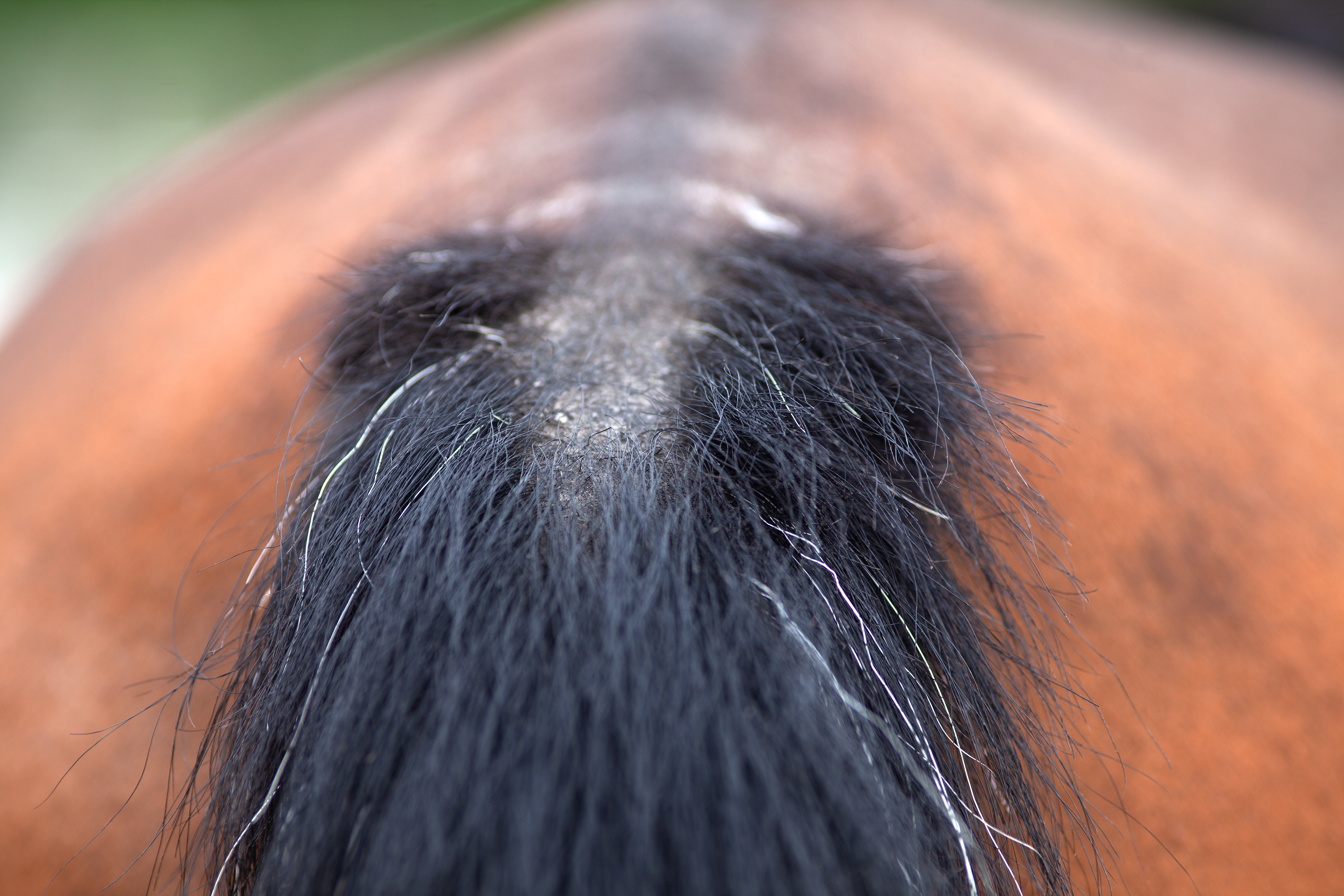 Pferd mit Sommerekzem scheuert sich an Mähne und Schweif – Ursachen verstehen und Juckreiz lindern