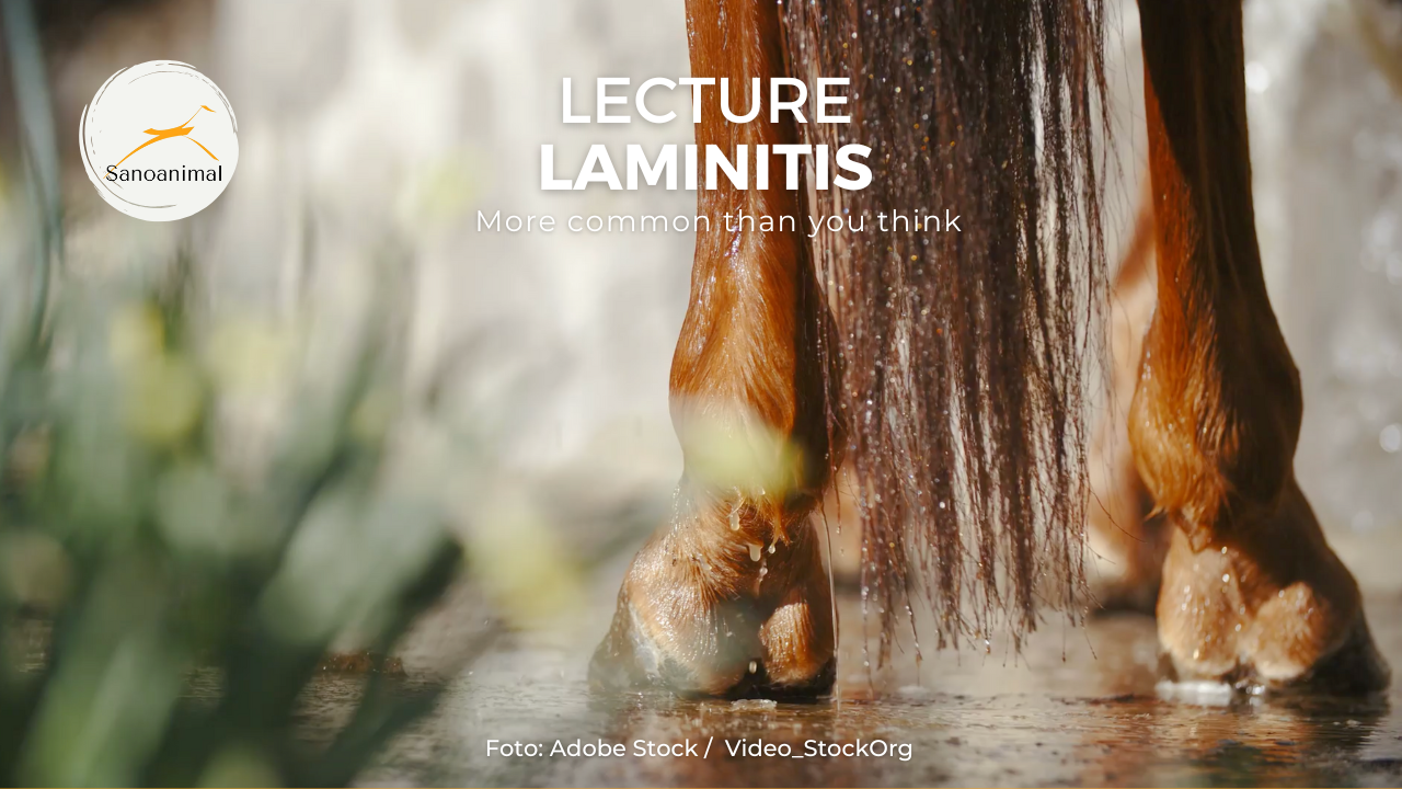  Lecture: Laminitis (Engels)