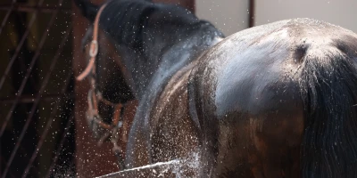 Cooling Horses Correctly in the Heat: What Really Helps – and Which Myths Can Actually Harm Your Horse