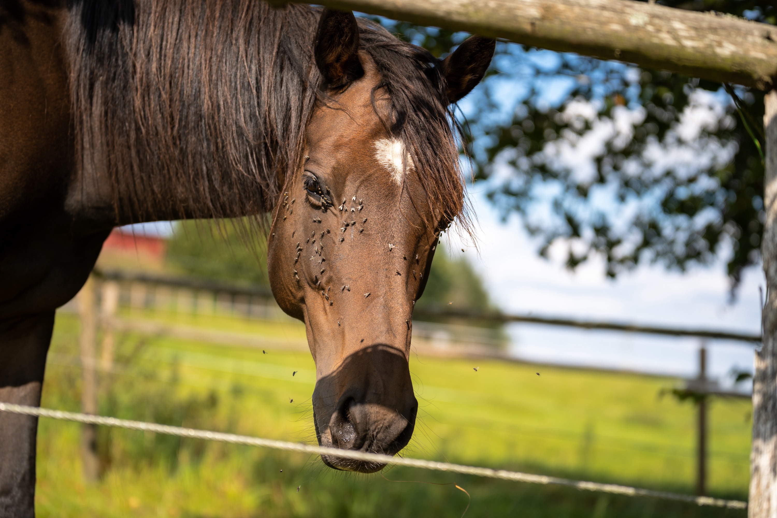 Pferd auf der Weide mit Fliegen im Gesicht