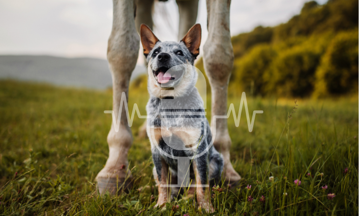 Cattle Dog sitzt auf einer Wiese zwischen den beiden Vorderbeinen eines Pferdes
