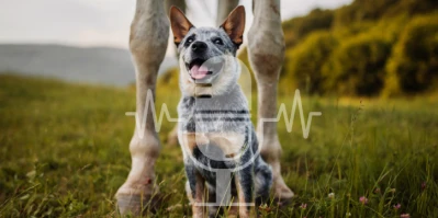 #13 Paard & hond – een droomteam of een riskante combinatie? (Engels)