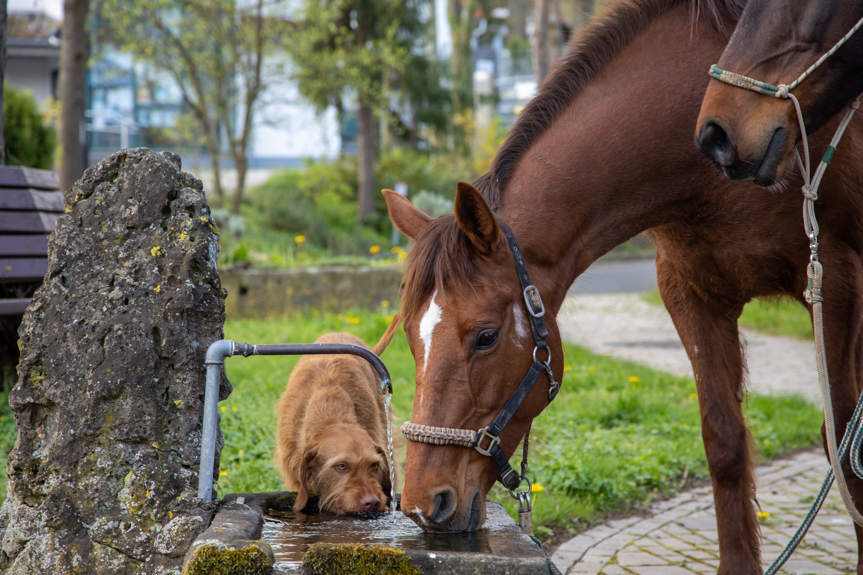 ein fuchsfarbenes Pferd und ein brauner Hund trinke gemeinsam aus einem Brunnen