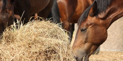 Is Your Horse Really Getting Too Much Iron? What the Numbers Actually Mean