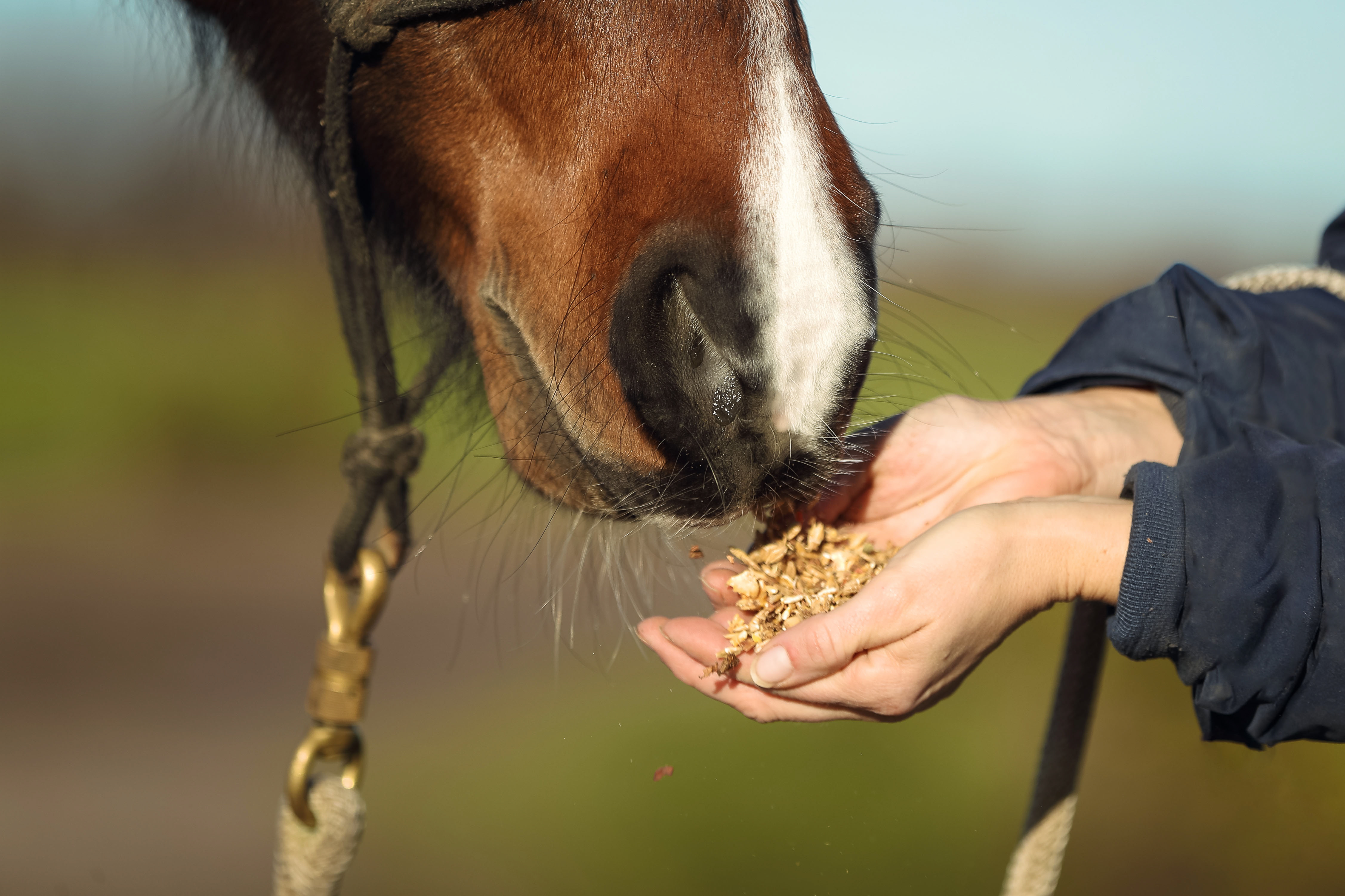Pferd frisst Müsli aus der Hand