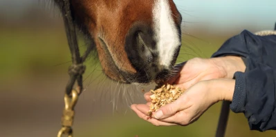 Pferd frisst Müsli aus der Hand