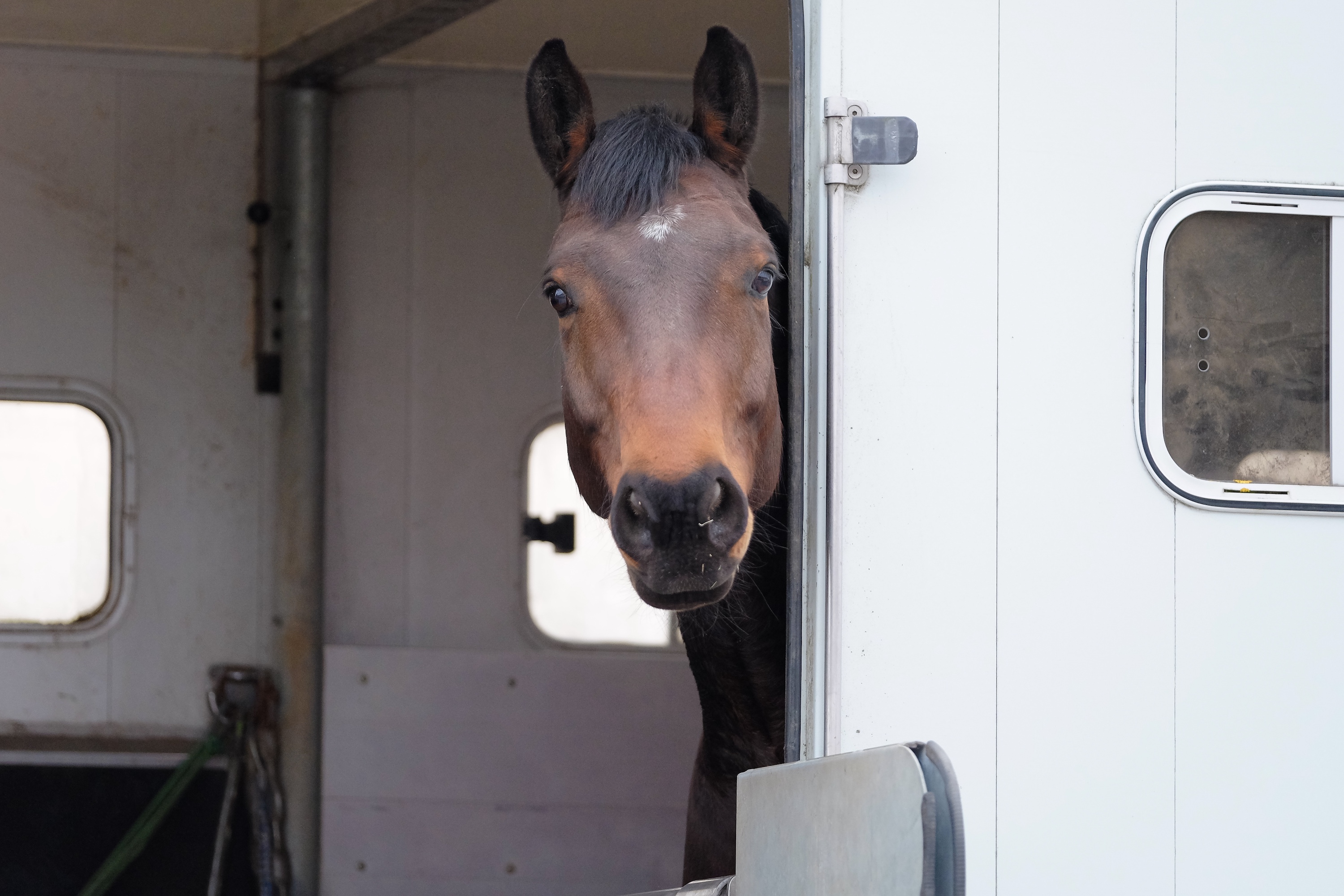 braunes Pferd schaut neugierig aus dem Pferdeanhänger