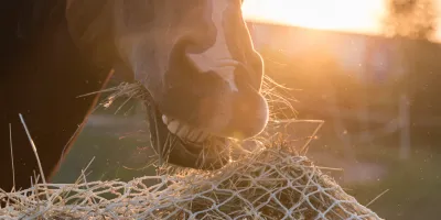 Heu, Gras, Heulage, Strukturhäcksel und Cobs: Raufutter beim Pferd in Praxis und Wissenschaft