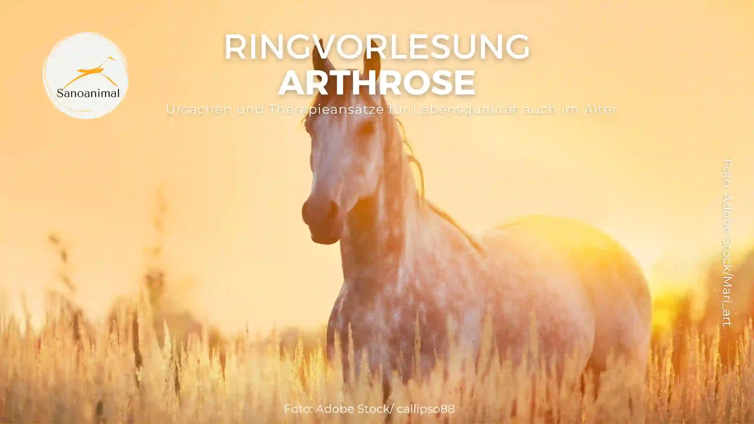 Ringvorlesung Arthrose – Ursachen und Therapieansätze für Lebensqualität auch im Alter